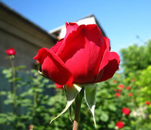 Бардовая роза в саду соседа