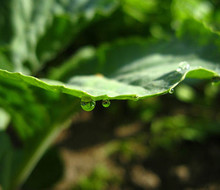 Капля росы на листе капусты