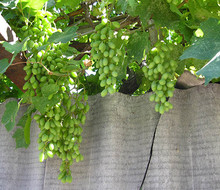Гроздья винограда еще зеленые