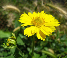 Желтый цветочек