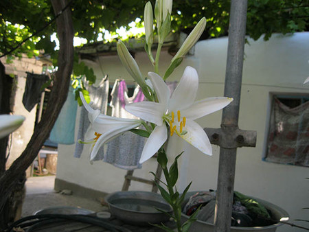Белые лилии во дворе цветут