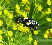 Укроп, пожираемый майским жуком