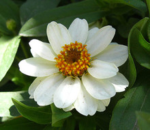 ,Белый цветок