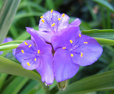 Фиолетовик цветёт