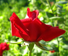 Роза бардовая в огороде