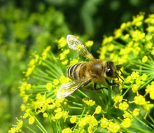 Укропом кормится пчела