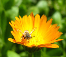 Рай для насекомых - цветущая календула