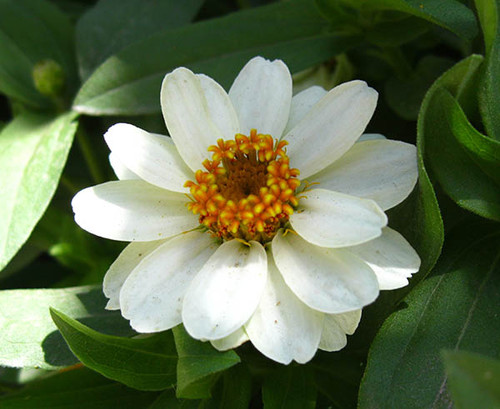 ,Белый цветок