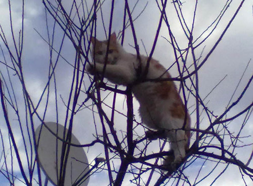 Кот Василий залез на дерево