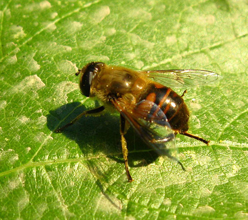 На виноградном листке отдыхает пчела