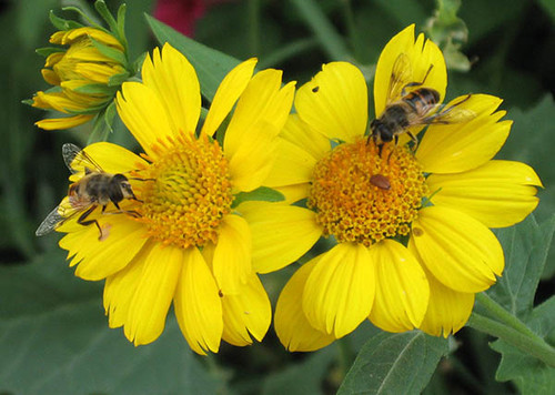 Две пчелы на желтых цветках