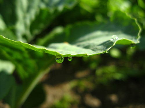 Капля росы на листе капусты