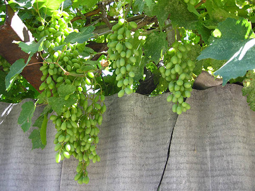 Гроздья винограда еще зеленые