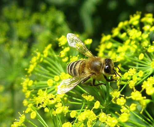 Укропом кормится пчела