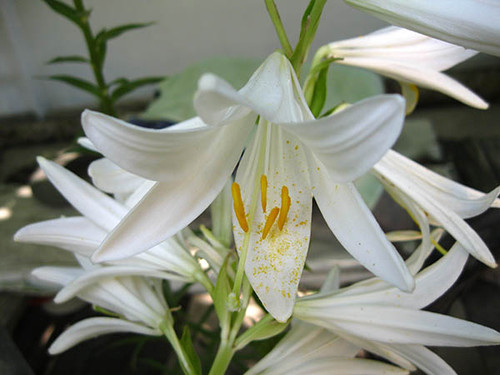 Белая лилия
